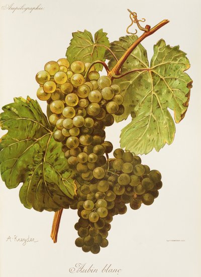 Uva Aubin Blanc da Alexis Kreyder