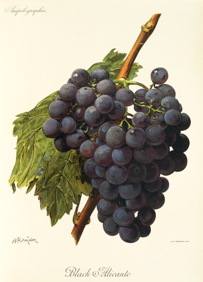 Uva Black Alicante da Alexis Kreyder