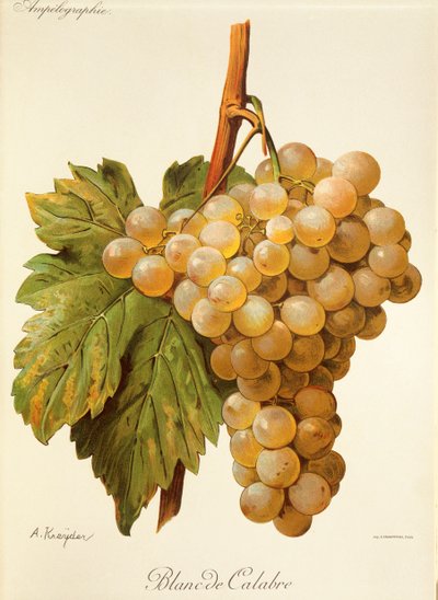 Uva Blanc de Calabre da Alexis Kreyder