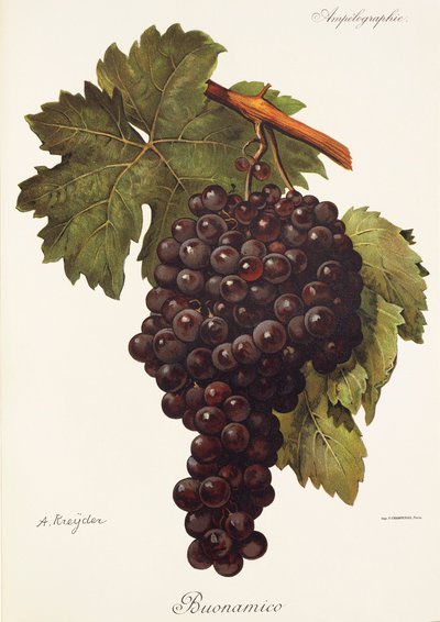 Uva Buonamico da Alexis Kreyder