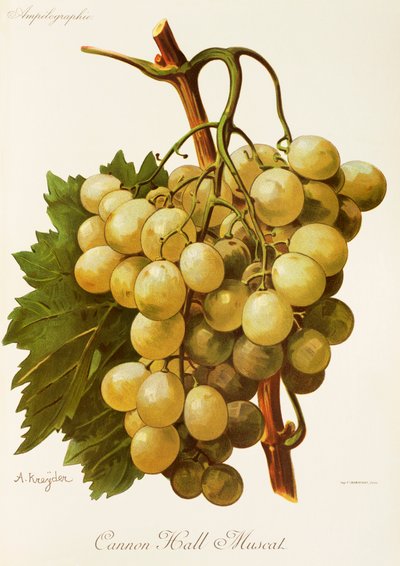 Uva Cannon Hall Muscat da Alexis Kreyder