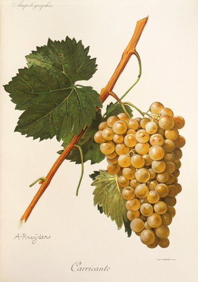 Uva Carricante da Alexis Kreyder