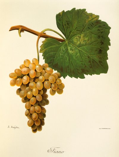 Uva Catarratto da Alexis Kreyder