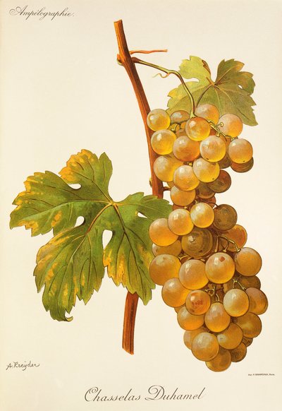 Chasselas Duhamel da Alexis Kreyder