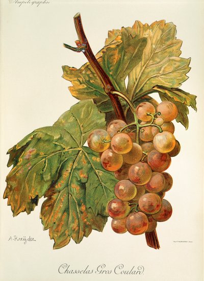 Uva Chasselas Gros Coulard da Alexis Kreyder