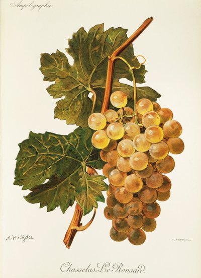 Uva Chasselas Le Ronsard da Alexis Kreyder