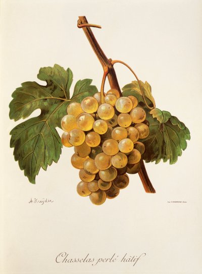 Uva Chasselas Perlé Hatif da Alexis Kreyder