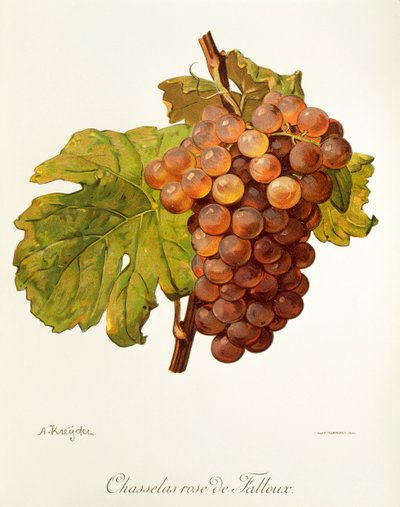 Chasselas Rose de Falloux da Alexis Kreyder