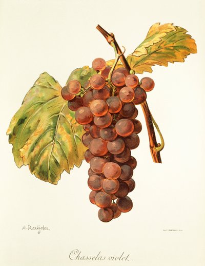 Chasselas Violet da Alexis Kreyder