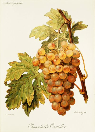Uva Chasselas de Courtiller da Alexis Kreyder