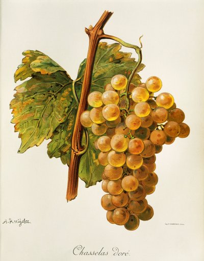 Uva Chasselas Doré da Alexis Kreyder