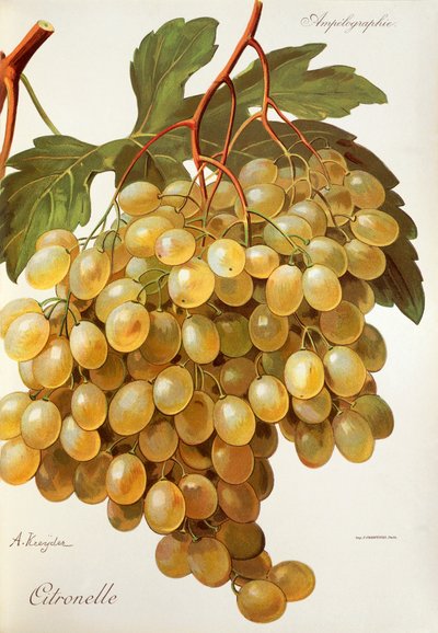 Uva Citronelle da Alexis Kreyder
