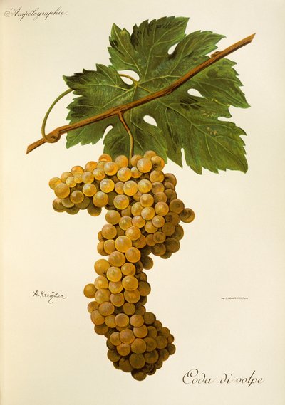 Uva Coda di Volpe da Alexis Kreyder