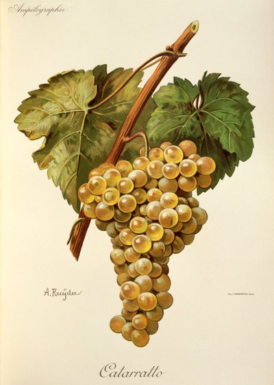 Uva Fiano da Alexis Kreyder