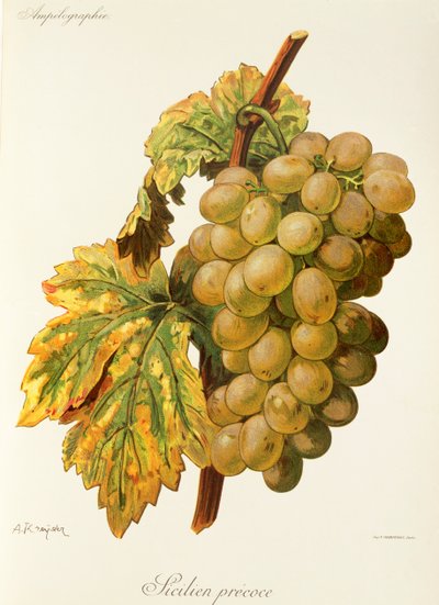 Uva Frankenthal da Alexis Kreyder