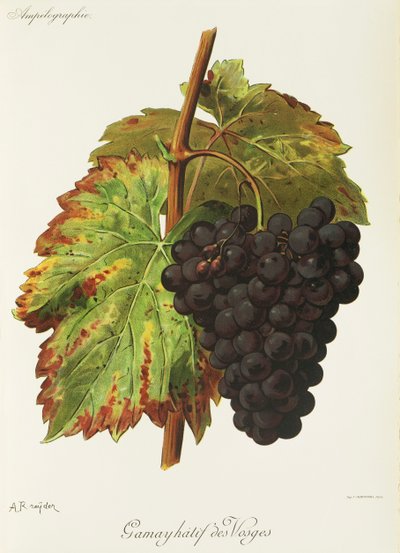 Gamay Hatif des Vosges da Alexis Kreyder