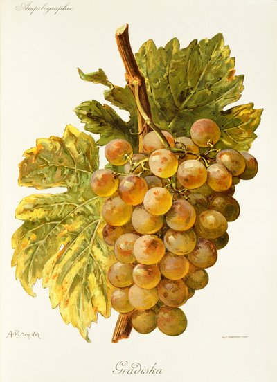 Gradiska da Alexis Kreyder