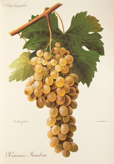 Uva Himenes Jumbon da Alexis Kreyder