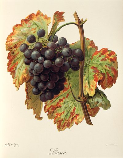 Lasca da Alexis Kreyder
