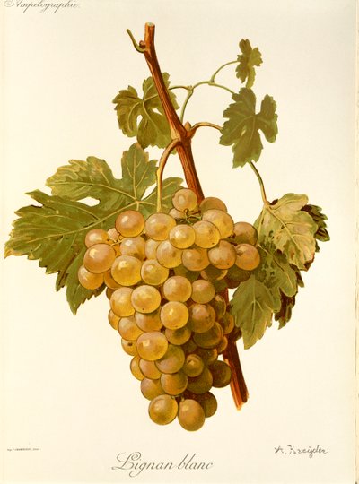 Uva Lignan Blanc da Alexis Kreyder