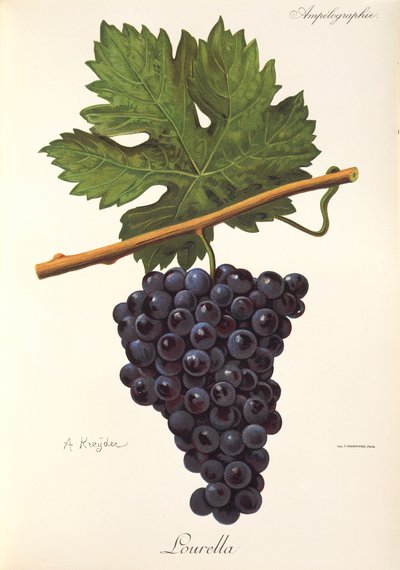 Uva Lourella di A. Kreyder da Alexis Kreyder