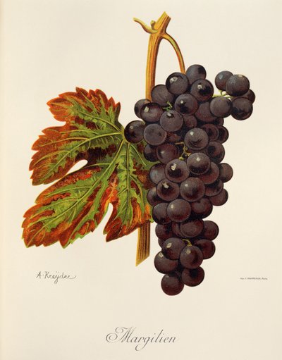Uva Margilien da Alexis Kreyder