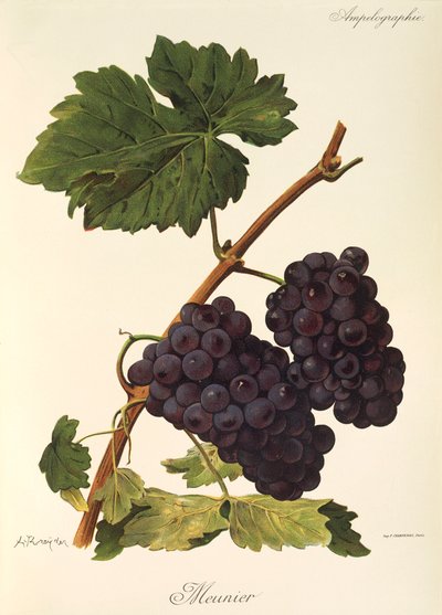 Uva Meunier da Alexis Kreyder
