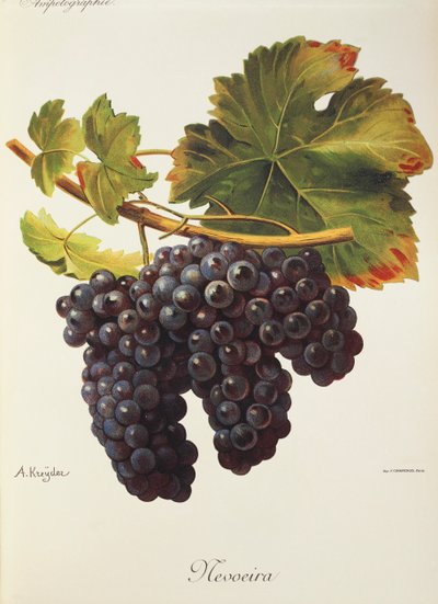 Uva Mevoeira da Alexis Kreyder