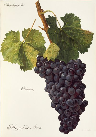 Uva Miguel de Arco da Alexis Kreyder