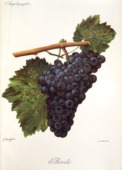 Uva Moreto da Alexis Kreyder