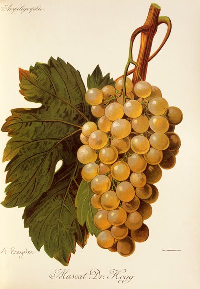Uva Muscat Dr. Hogg da Alexis Kreyder