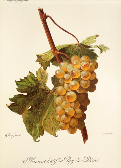 Uva Muscat Hatif du Puy-de-Dome da Alexis Kreyder