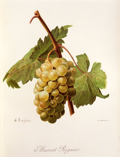 Uva Muscat Regnier da Alexis Kreyder
