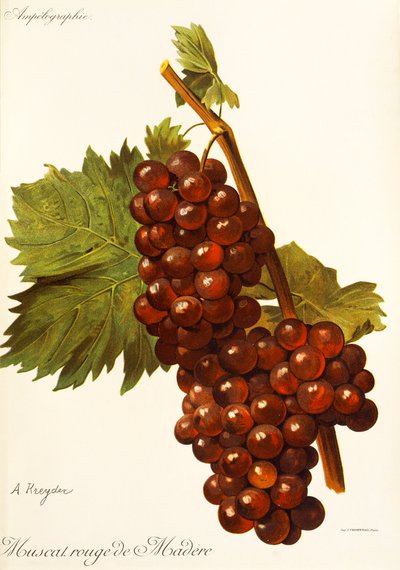 Uva Muscat Rouge de Madere da Alexis Kreyder