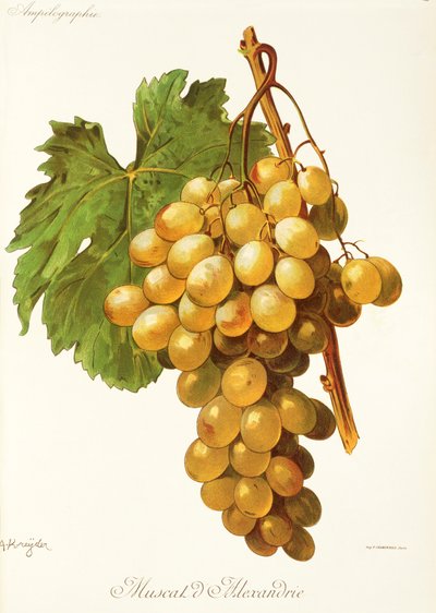 Uva Moscato d