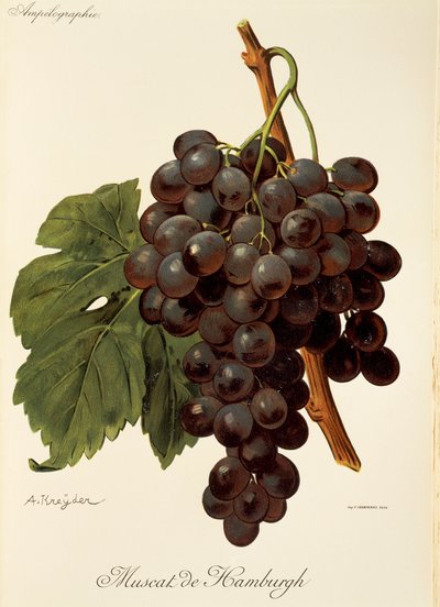 Uva Muscat de Hamburgh da Alexis Kreyder