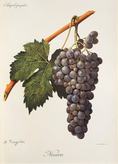 Uva Nocera da Alexis Kreyder