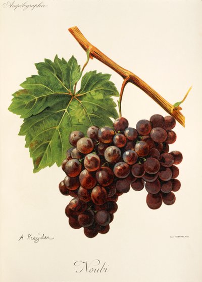 Uva Noubi da Alexis Kreyder