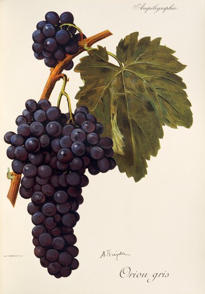 Uva Oriou Gris da Alexis Kreyder