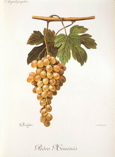 Uva Pedro Mimenes di A. Kreyder da Alexis Kreyder