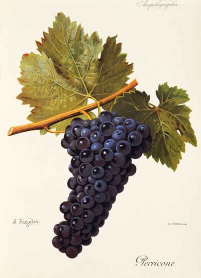 Uva Perricone da Alexis Kreyder