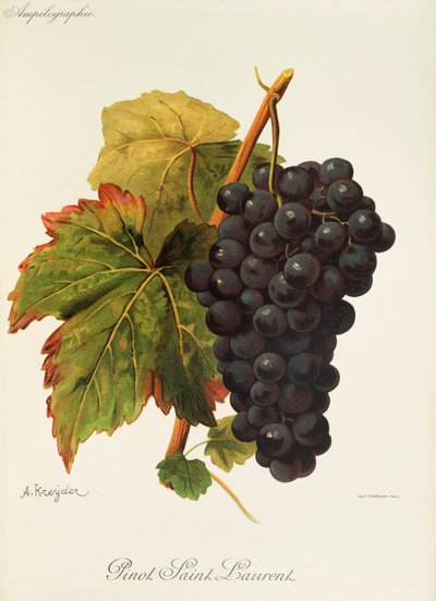 Uva Pinot Saint Laurent da Alexis Kreyder