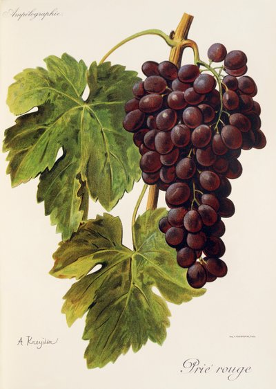 Uva Prié Rouge da Alexis Kreyder