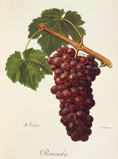 Uva Romanka da Alexis Kreyder