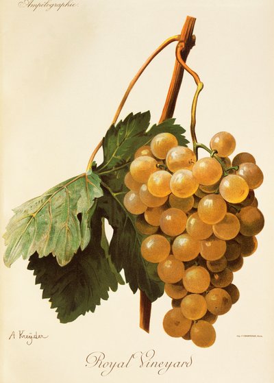 Uva Royal Vineyard da Alexis Kreyder