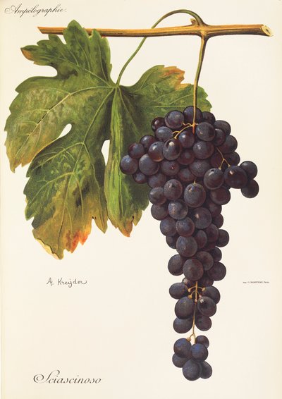 Uva Sciascinoso da Alexis Kreyder