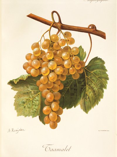 Uva Taamalet da Alexis Kreyder