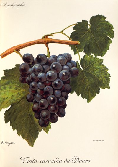 Tinta Carvalha du Douro da Alexis Kreyder