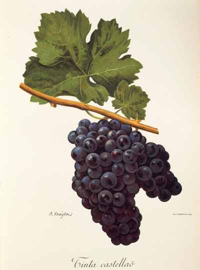 Uva Tinta Castellao da Alexis Kreyder