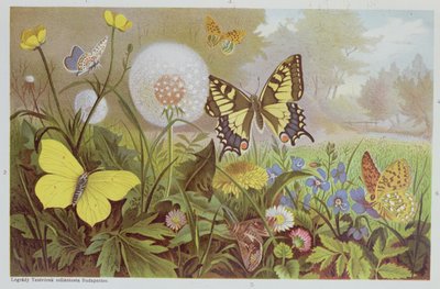 Farfalle, illustrazione da un libro di storia naturale ungherese da Alfred Brehm